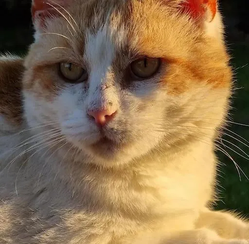 Dom wakacyjny Coastal Bries *